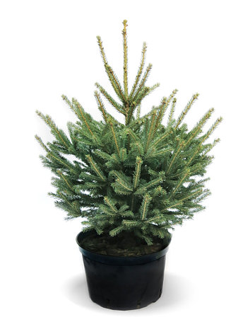 Ель колючая Picea pungens Glauca h=70-90 см, фото 2