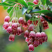 Энкиантус колокольчатый (Enkianthus campanulatus), С2