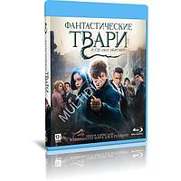 Фантастические твари и где они обитают (2016) (BLU RAY Видео-фильм)