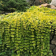 Вербейник монетчатый "Ауреа" (Lysimachia nummularia Aurea), Р9