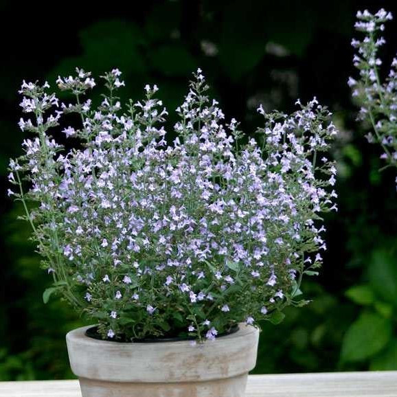Каламинта котовниковая (душевик) " Марвелетте Блю" (Marvelette Blue), С2
