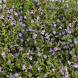 Каламинта котовниковая (душевик) " Марвелетте Блю" (Marvelette Blue), С2, фото 2