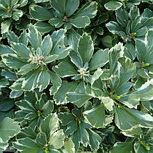 Пахизандра верхушечная "Вариегата" (Variegata), Р9