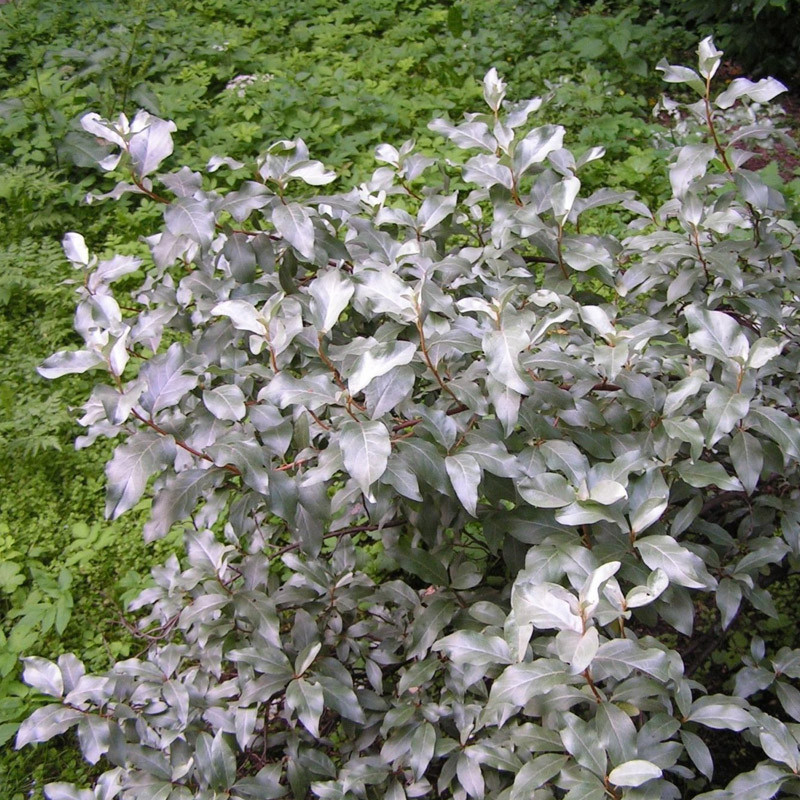 Лох серебристый (Elaeagnus commutata), Р9