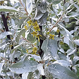 Лох серебристый (Elaeagnus commutata), Р9, фото 2