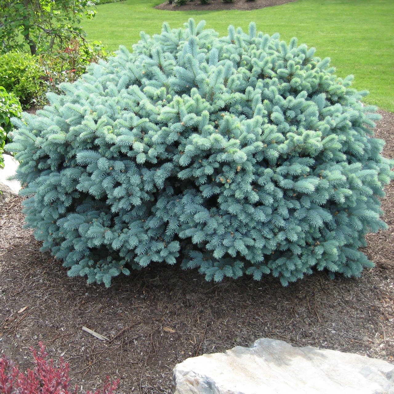 Ель колючая (голубая) "Глаука Глобоза" (Glauca Globosa), С10