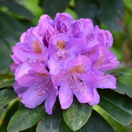 Рододендрон катевбинский "Грандифлорум (Grandiflorum), С2