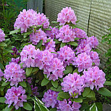 Рододендрон катевбинский "Грандифлорум (Grandiflorum), С2, фото 2