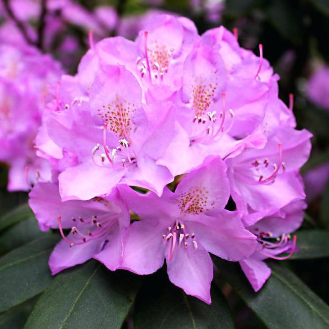 Рододендрон "Розеум Элеганс" (Roseum Elegans), С2