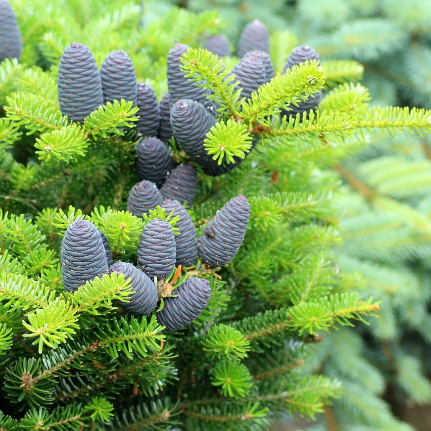 Пихта корейская (Abies Koreana), С5