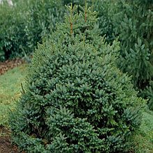 Ель сербская (Picea Omorikа), С2