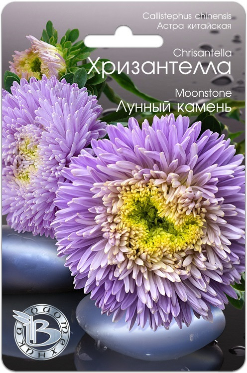 Астра китайская Хризантелла "Лунный камень", 30 шт. "Биотехника", РФ