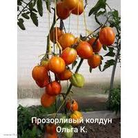 Томат Прозорливый колдун (10 семок)
