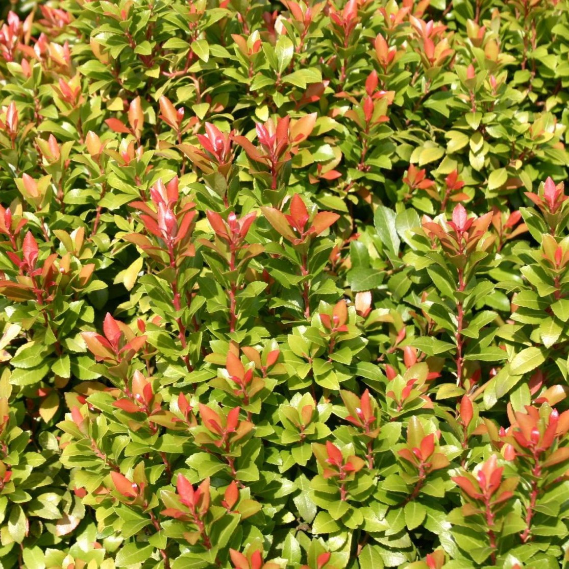 Пиерис японский "Литл Хит Грин" (Little Heath green), С2