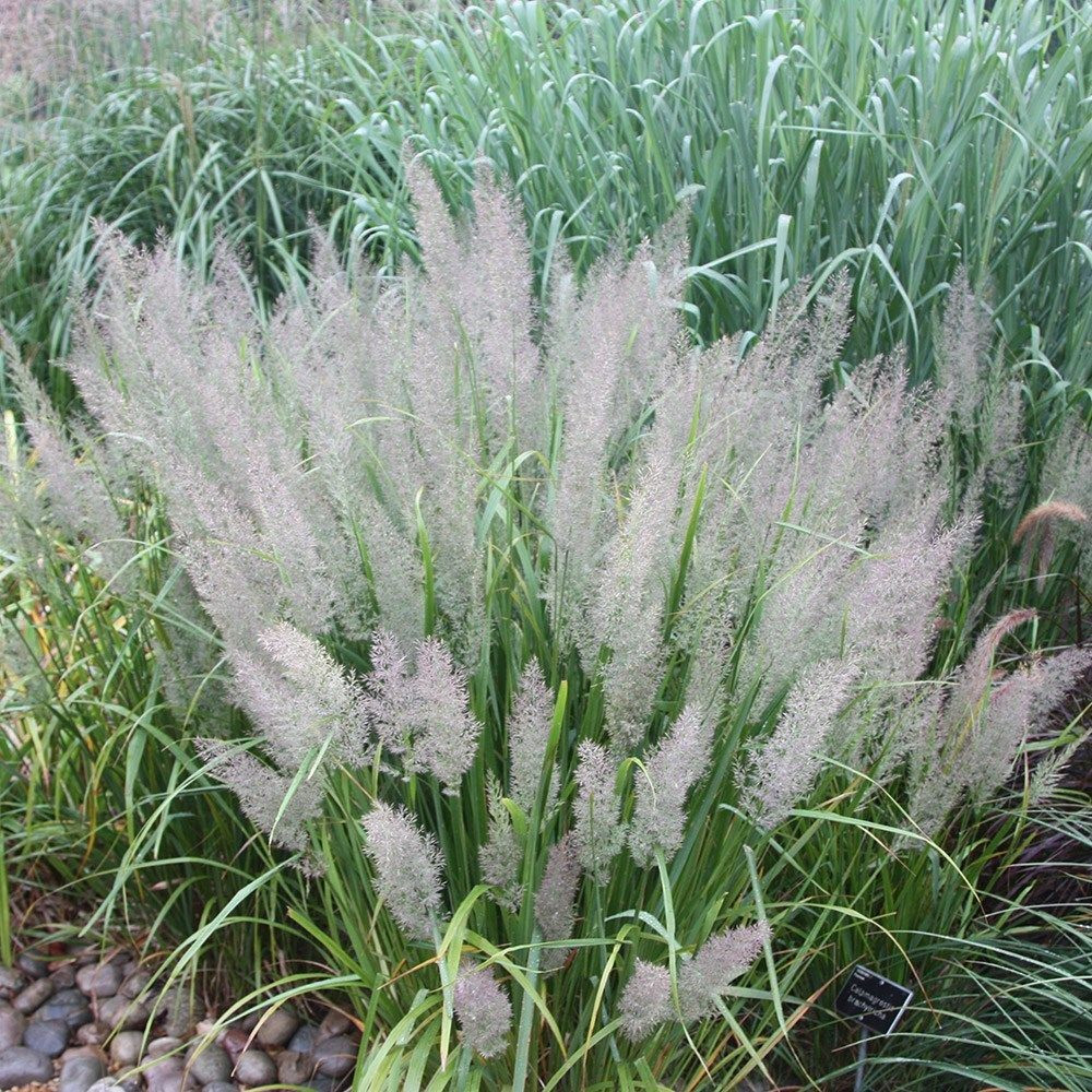 Вейник коротковолосистый (Calamagrostis Brachytricha), С2