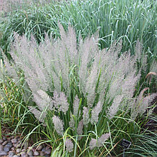 Вейник коротковолосистый (Calamagrostis Brachytricha), С3