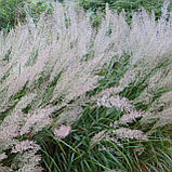 Вейник коротковолосистый (Calamagrostis Brachytricha), С2, фото 2