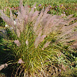 Вейник коротковолосистый (Calamagrostis Brachytricha), С2, фото 3