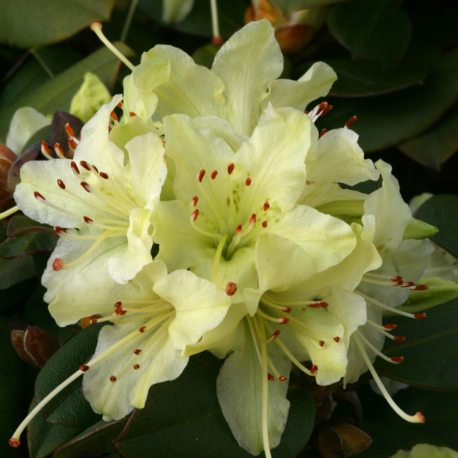 Рододендрон "Шемрок" (Shamrock), С2