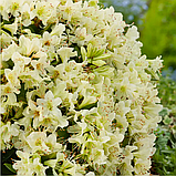 Рододендрон "Шемрок" (Shamrock), С2, фото 2
