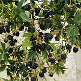 Ежевика бесшипная "Торнлесс Эвергрин" (Thornless Evergreen), С2, фото 2