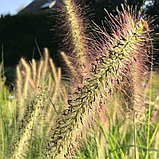 Пеннисетум лисохвостовый "Мэйджик" (Magic), С5, фото 2