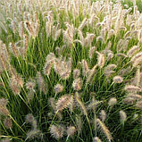 Пеннисетум лисохвостовый "Мэйджик" (Magic), С5, фото 3