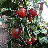 Томат Гном Пурпурное Сердце (Dwarf Purple Heart) 10шт., фото 2