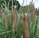 Пеннисетум лисохвостый "Полс Джайнт" (Paul's Giant), С5, фото 2