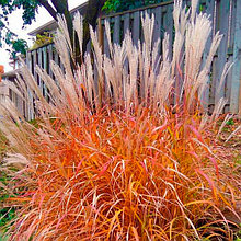 Мискантус китайский "Пурпуресценс" (Purpurascens), С5