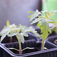 Новинка в магазине "САД-ОГОРОД": Емкости для ВЫРАЩИВАНИЯ РАССАДЫ