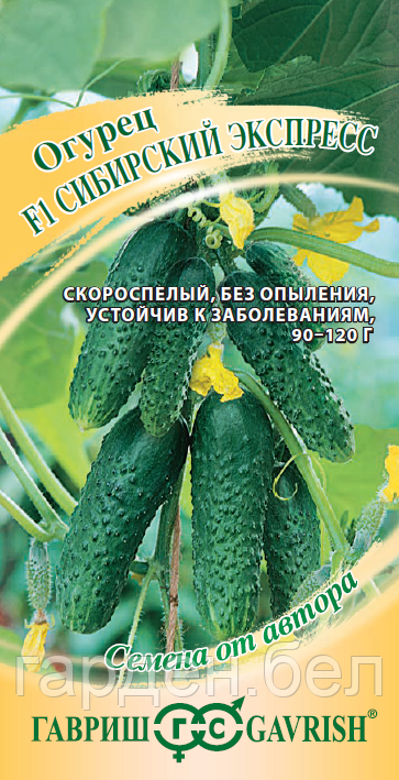 Огурец Сибирский экспресс F1 10шт Гавриш