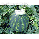 АРБУЗ РОМАНЗА F1, фото 3