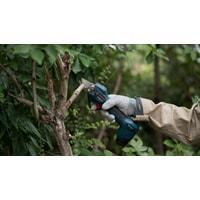 Секатор Bosch Pro Pruner Professional 06019K1020 (без АКБ), фото 2