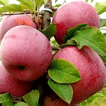 Яблоня Флорина