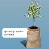 Мешок джутовый, 50×80 см, плотность 26×26 нитей, без завязок, Greengo, фото 3
