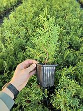 Туя западная Колумна Р9 25-45см