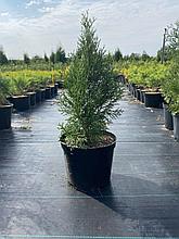 Туя Смарагд С3 40-50 см