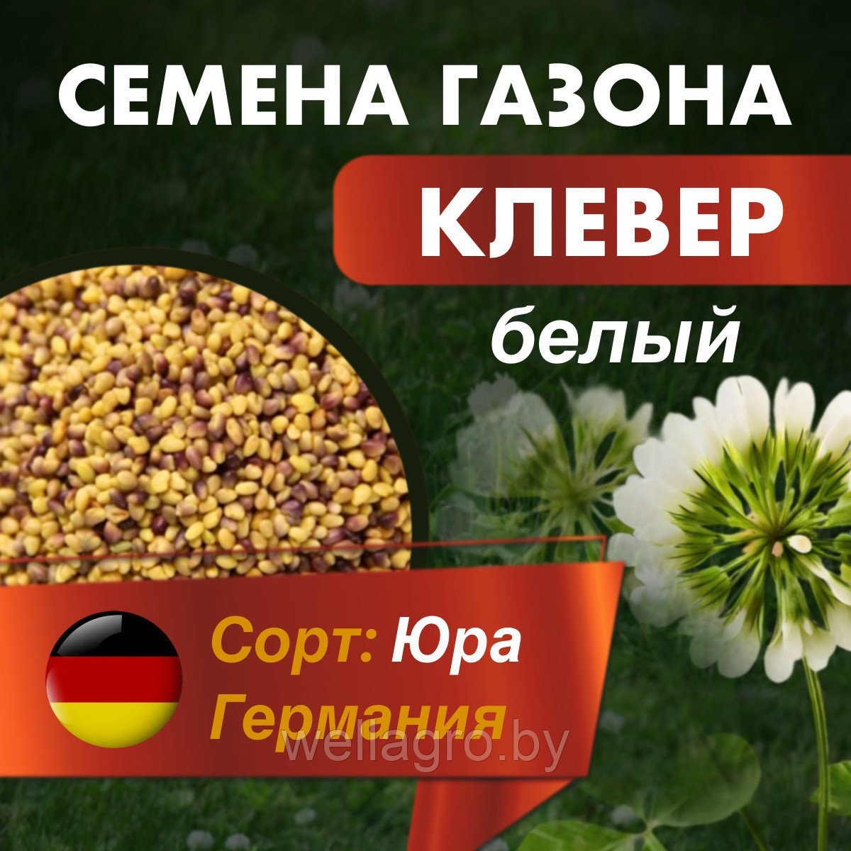 Клевер белый ползучий - семена, сорт Юра (Германия), кг