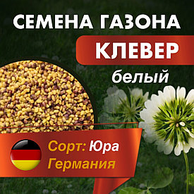 Клевер белый ползучий - семена, сорт Юра (Германия), кг