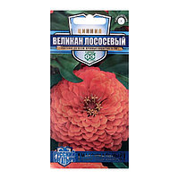 Цинния Великан Лососевый 0,3г Одн 90см (Гавриш) Русский богатырь