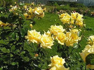 Роза Landora(чайно-гибридная)