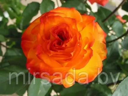 Роза Orange Passion(флорибунда)