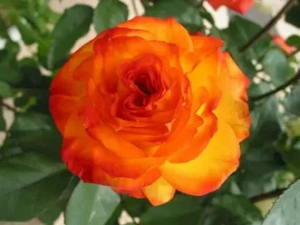 Роза Orange Passion(флорибунда)