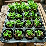 Рассадные кассеты,ящики и почвобрикеты