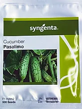 Семена Огурец Пасалимо F1 Сингента Syngenta (500 шт)