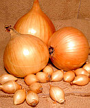Лук-севок Стурон (калибр 10-21 мм) 1 кг (весовой) РФ, фото 2