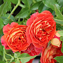 Роза плетистая Кармен (Starlet Rose Carmen), фото 2
