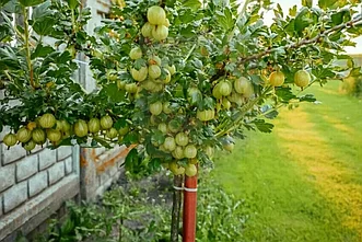Крыжовник (на штамбе) "Мукуринес"