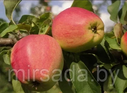 Яблоня Кандиль Орловский